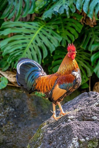 Feral rooster-Kauai-Hawaii-USA